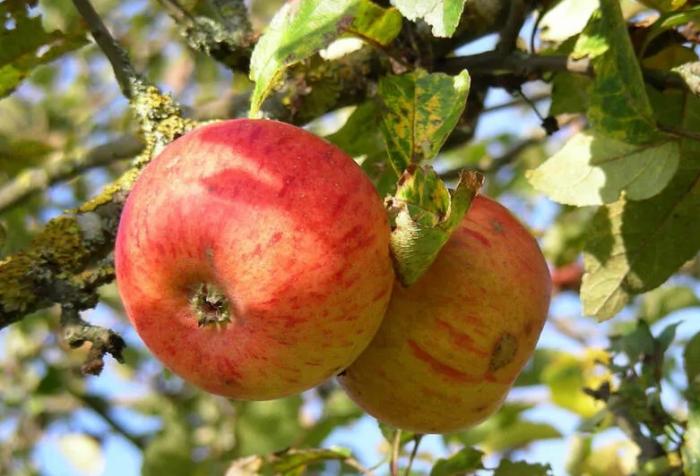 Fruits du mois d'Octobre