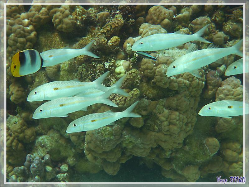 Rouget ou Capuciva à bande jaune, Yellowstripe goatfish (Mulloidichthys flavolineatus) - Motu Tautau - Taha'a - Polynésie française