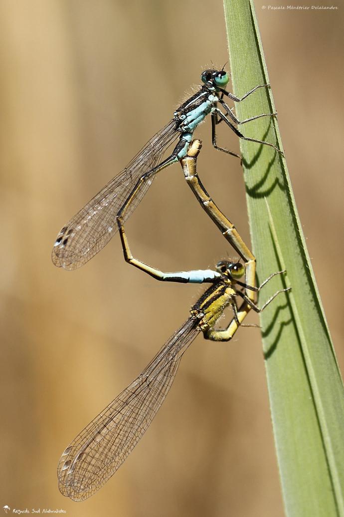 Ischnures élégantes (Ischnura elegans) : ♂ mature et ♀ mature de type B