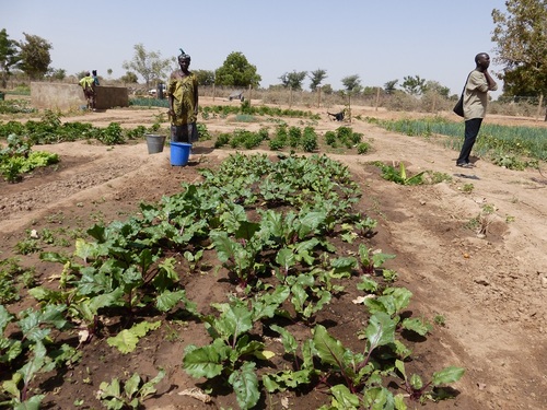 JARDIN DE MARAICHAGE A TOGO