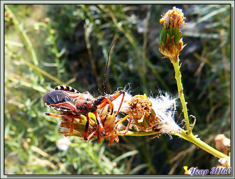 Réduve (Rhinocoris iracundus): un monstre punaise en plein repas - Gorges de Nyer - Nyer - 66  (Faune)
