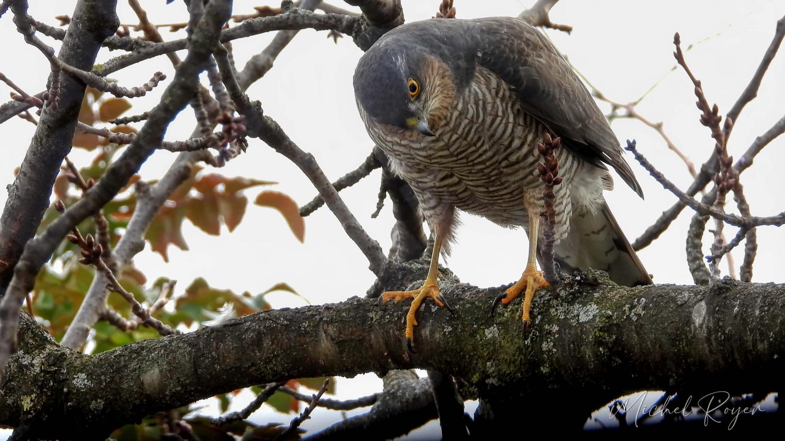 Épervier d'Europe ( Accipiter nisus)
