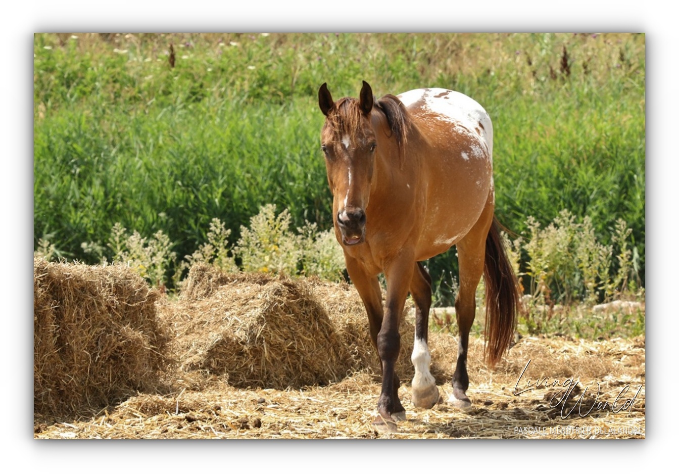 Appaloosa