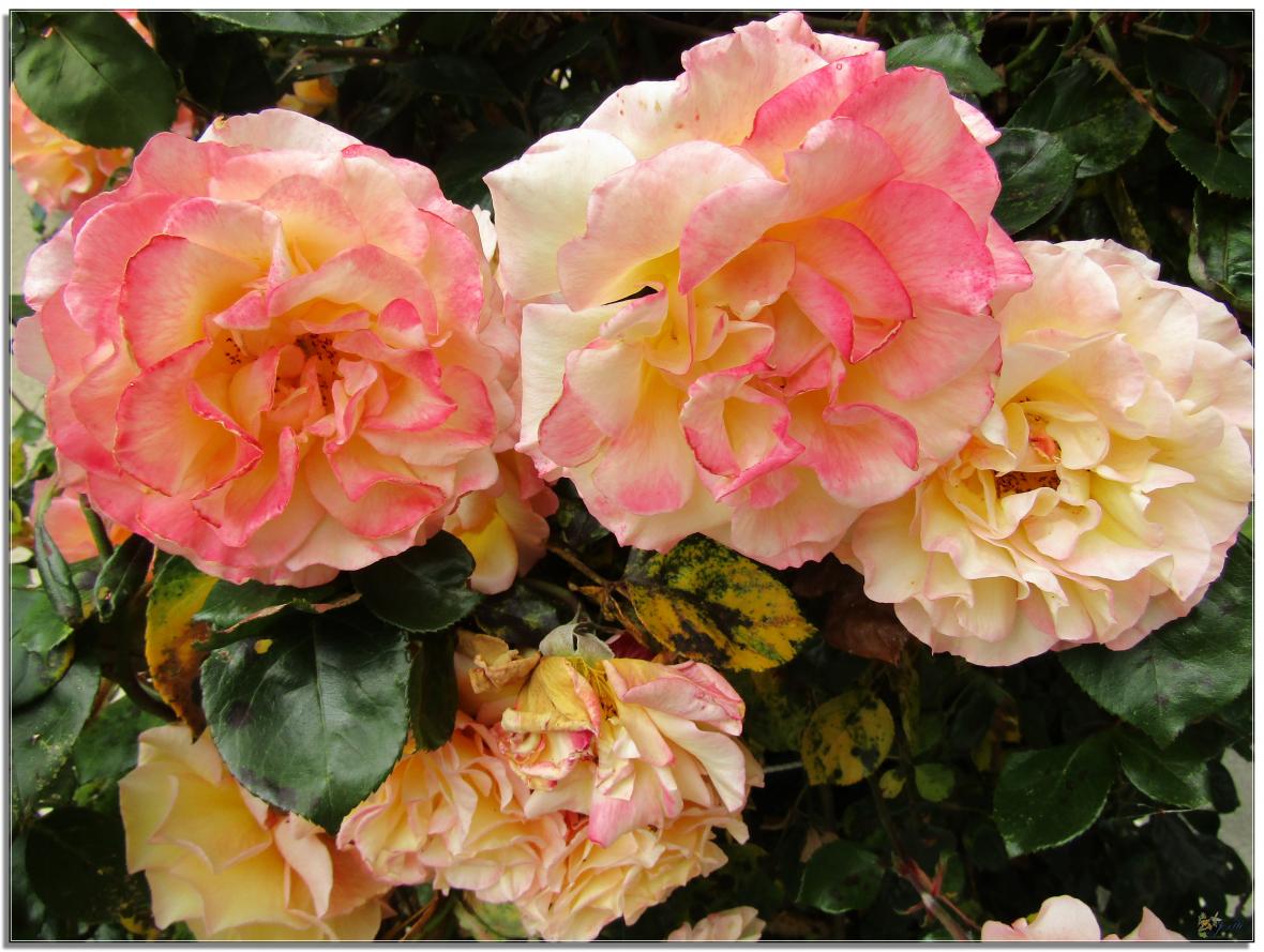 REVENONS AU JARDIN 