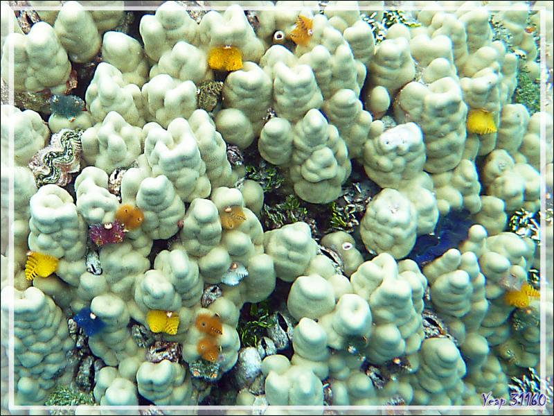 Massif de corail aux Spirobranches Arbres de Noël - Atoll de Fakarava - Tuamotu - Polynésie française