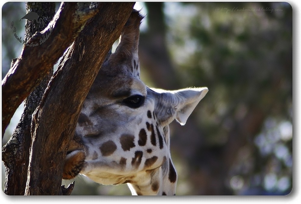 Girafe de Rothschild...