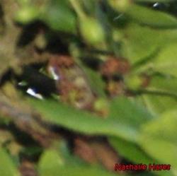 La Page de Nathalie Hayes