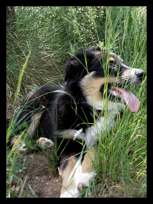 Tranches de vie d'un Australian Shepherd