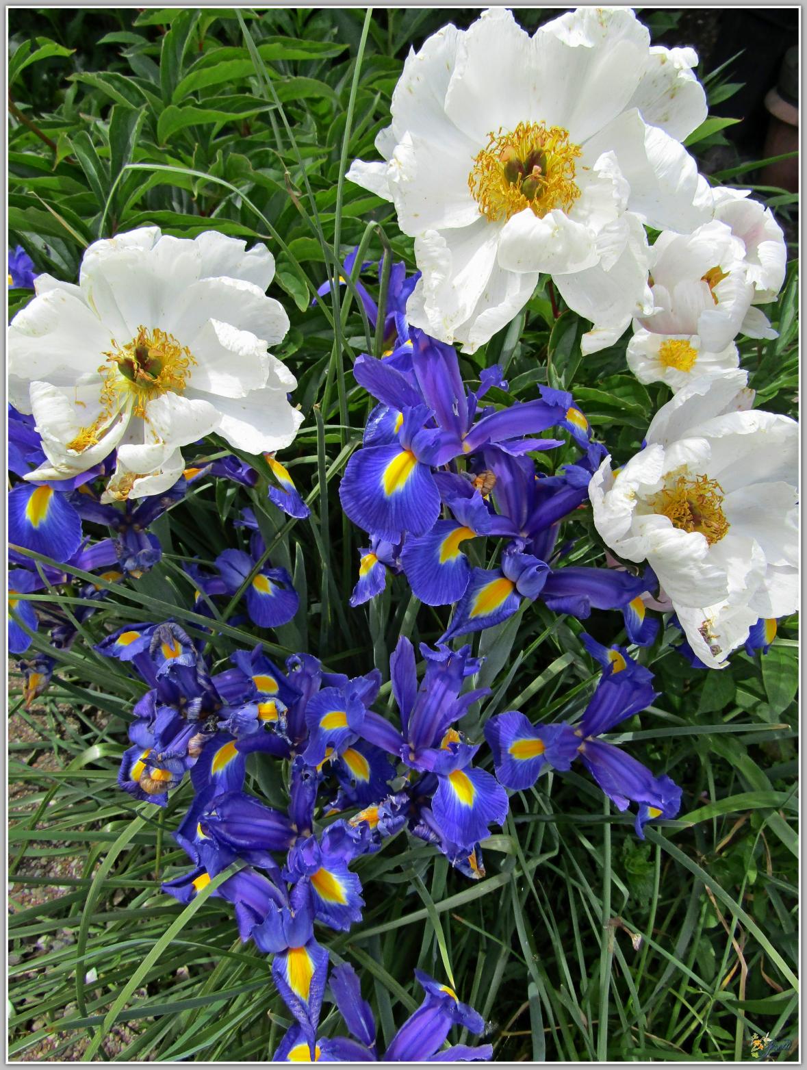 ENTRE  DEUX  AVERSES  AU  JARDIN 