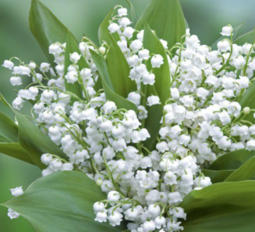 fleurs de mai