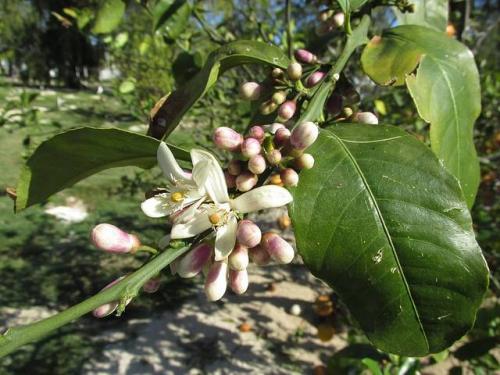 Arbre fruitier  ; Citronnier