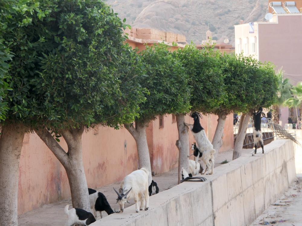 Alentours de Tafraout 
