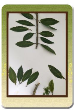 L'arbre dans la nature