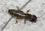 Gryllidae (Grillons)