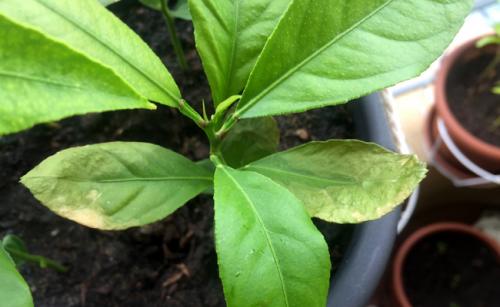 Arbre fruitier  ; Citronnier