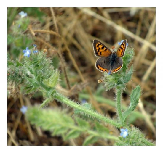 Papillon le cuivré commun 