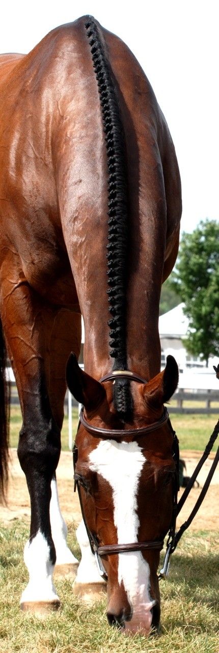 Le cheval de mon entraîneur c est Sun