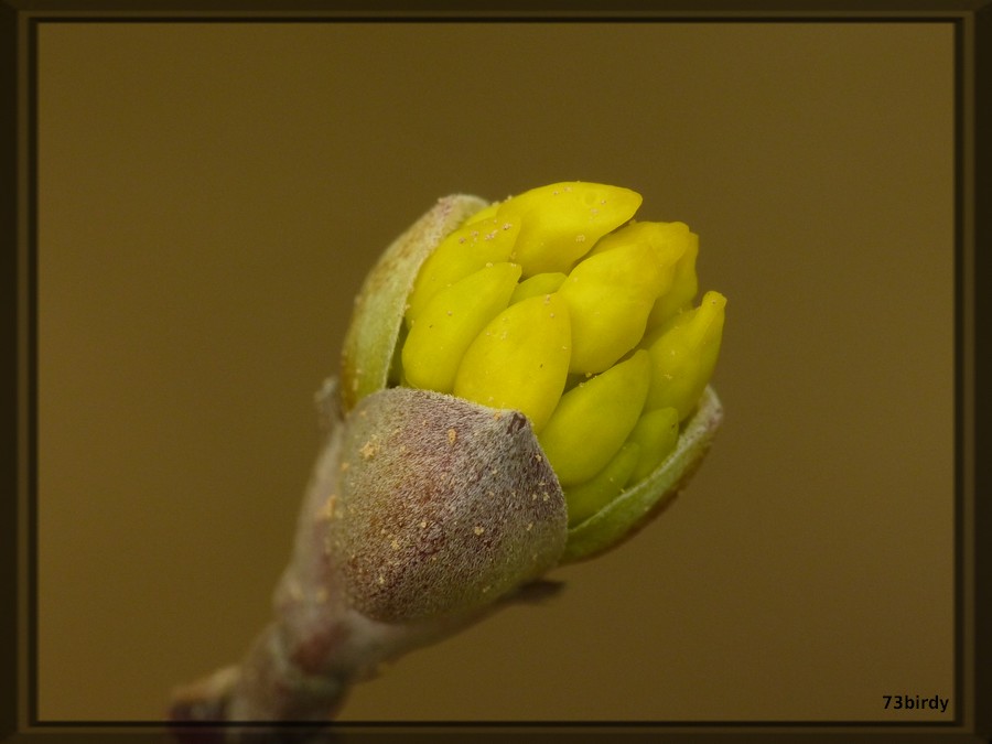 Eclosion