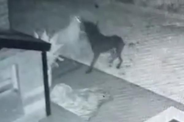 Son chien joue avec le fantôme d'un autre chien !