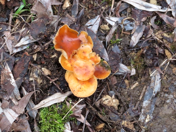 Une belle balade aux bords du lac de Marcenay, à la recherche de champignons d'hiver...