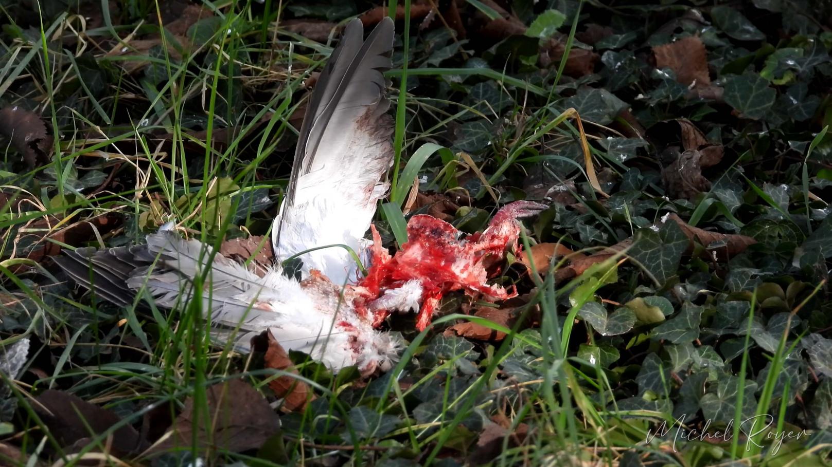 Épervier d'Europe ( Accipiter nisus)