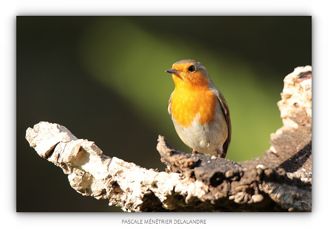 Robin en visite