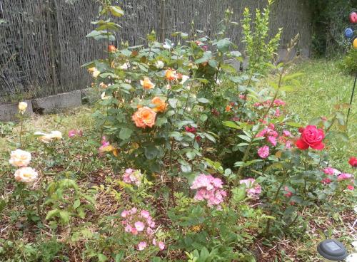 Mes Rosiers