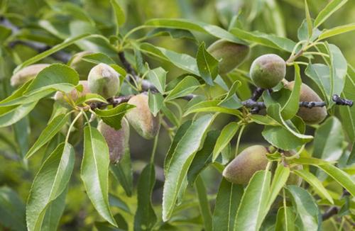 Arbre fruitier : Amandier
