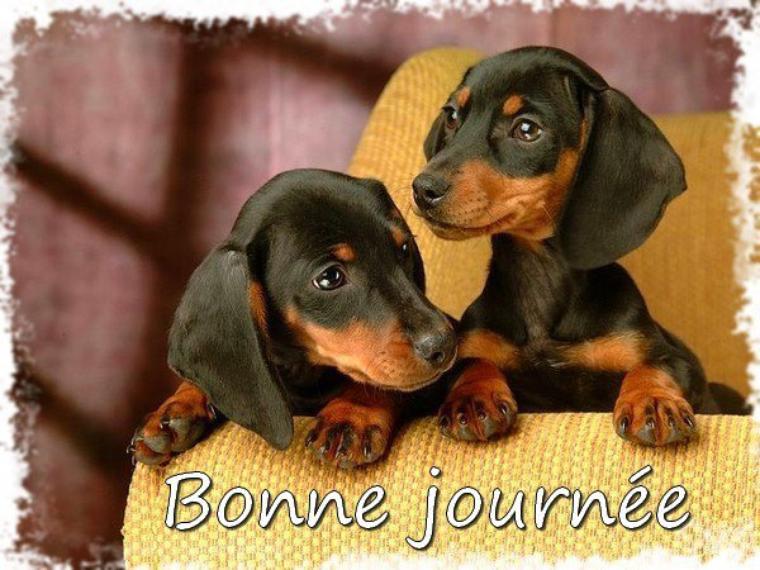 image de babeth , ces jolis teckels sont les sosies de notre regrettée ULLA - ulla