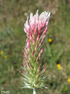 Trifolium incarnatum var. molinerii  -  trèfle de Molineri