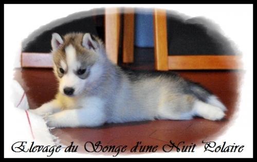 Femelle 2 (35 jours)