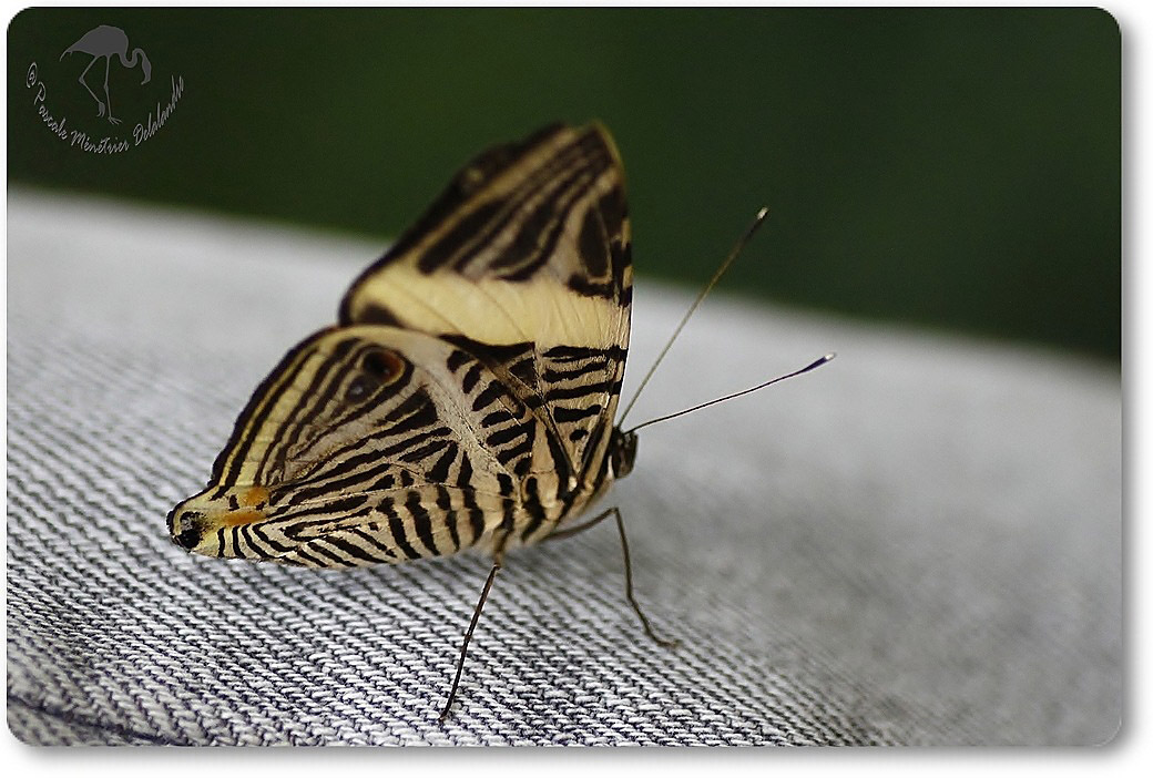 Colobura dirce -  Nymphalidae - Costa Rica