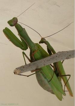 Mante religieuse forme verte mature - Mantis religiosa