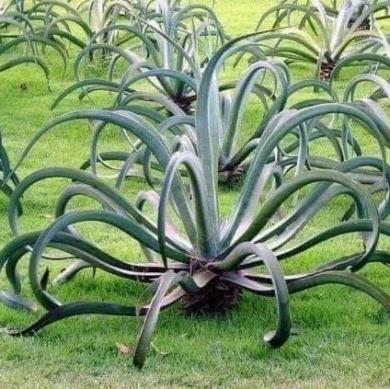 ⊱♥⊱╮ღ꧁ Jardin Plantes Grasses ꧂ღ  ⊱♥≺