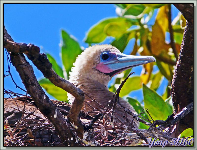 Fou à pieds rouges (Sula sula)- Ile aux Oiseaux : Motu Puarua- Tikehau -Tuamotu - Polynésie française