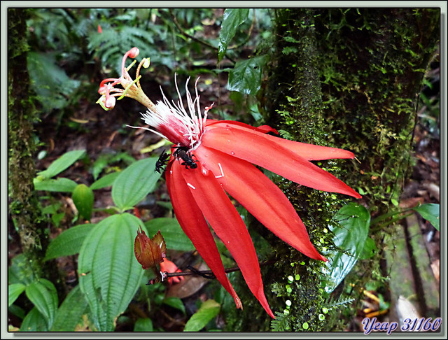 Blog de images-du-pays-des-ours : Images du Pays des Ours (et d'ailleurs ...), Fleur de la passion rouge (Passiflora vitifolia) - Puerto Viejo de Talamanca - Costa Rica