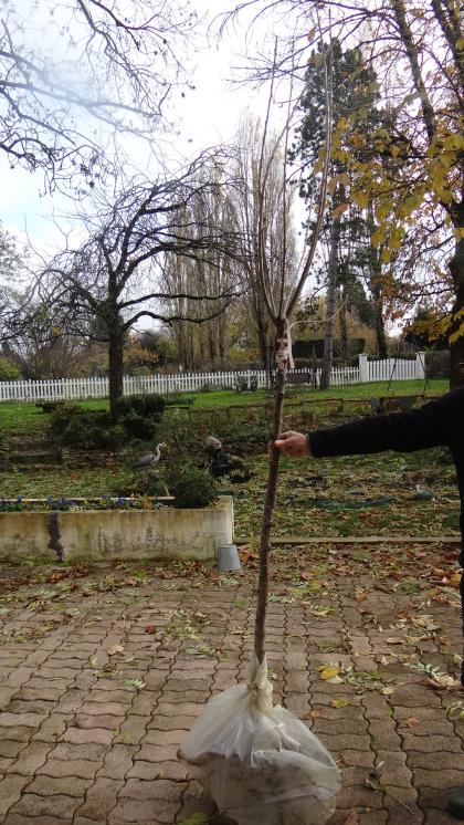 Cerisier Bigarreau Tardif