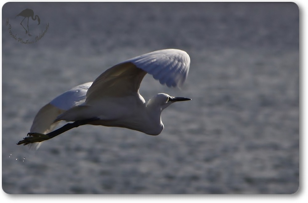 Aigrette Garzette...