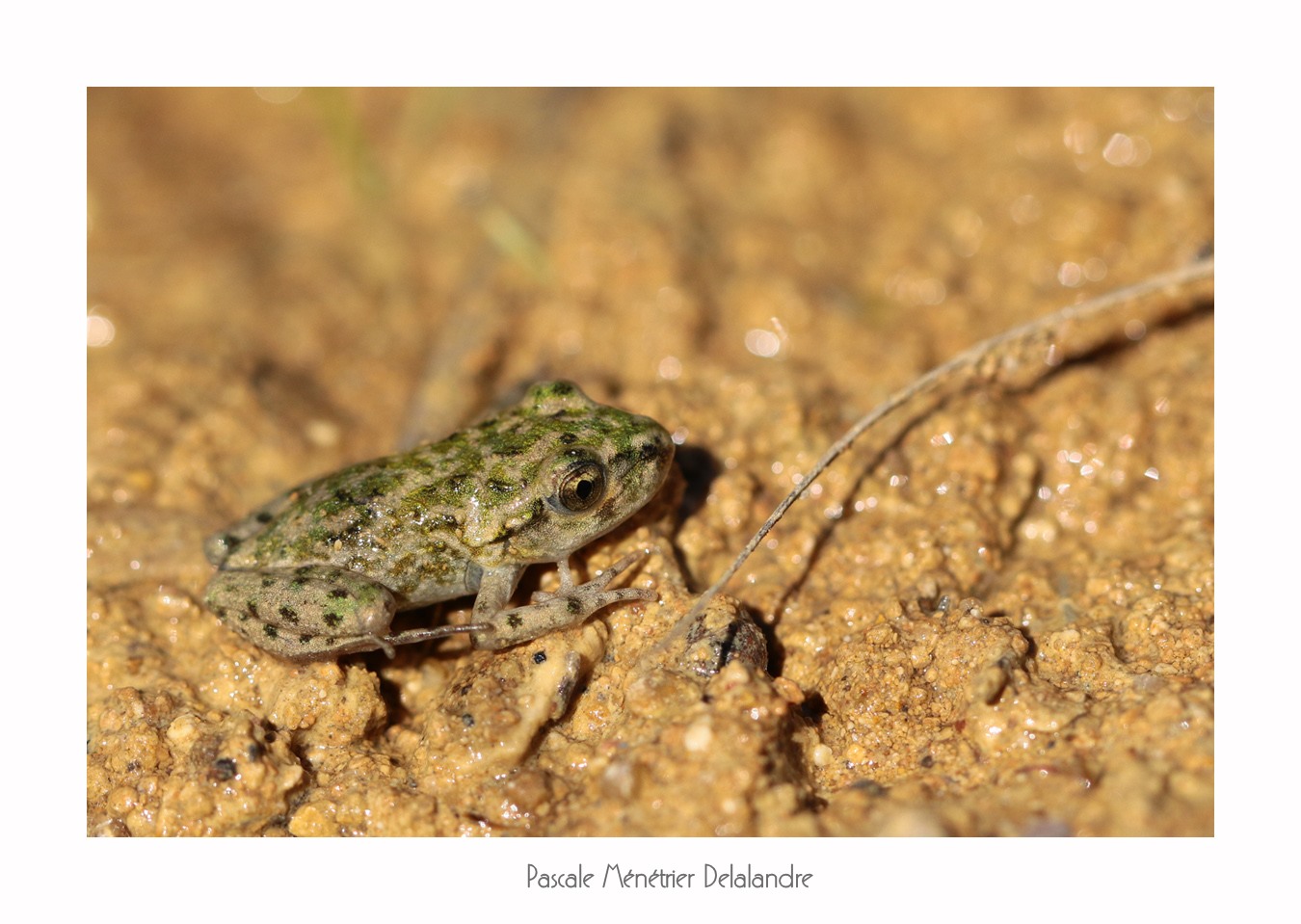 Pélodyte ponctué juvénile (Pelodytes punctatus)
