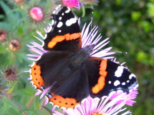 Asters et papillons
