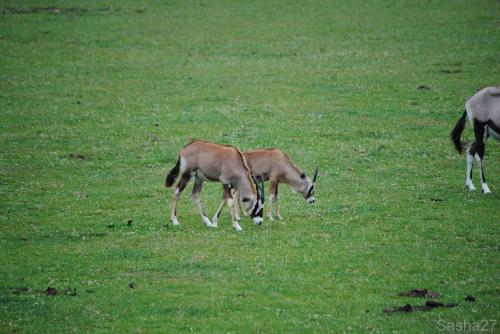 (2) L'oryx.