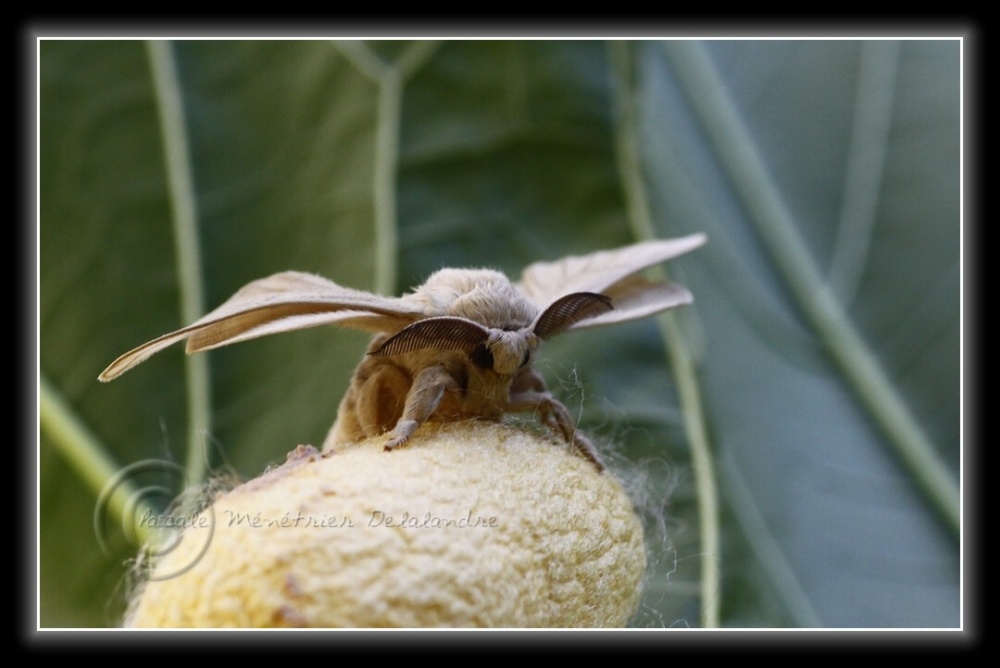 Naissance de mes deux premiers Bombyx du Mûrier...