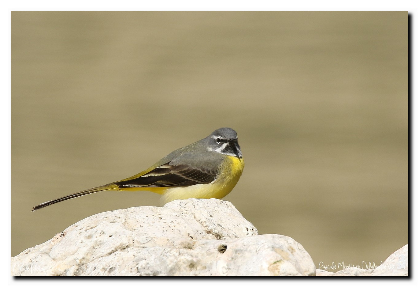  Bergeronnette des ruisseaux  ♂