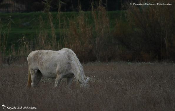 Chevaux de Camargue 