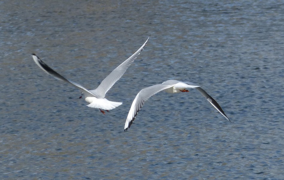 Volent les Mouettes Rieuses