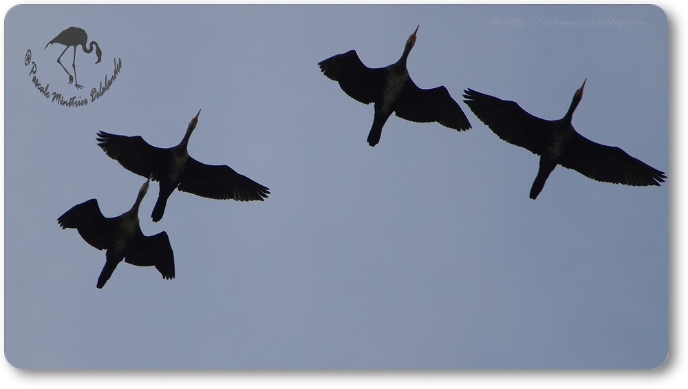 Vols de Grands Cormorans...