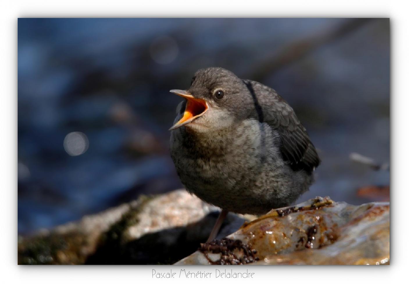 Cincles plongeurs juvéniles