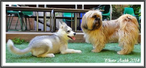 Husky et autres races de chien