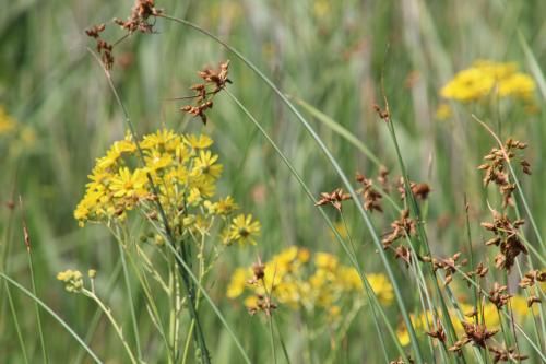 Dans le delta du Danube 2