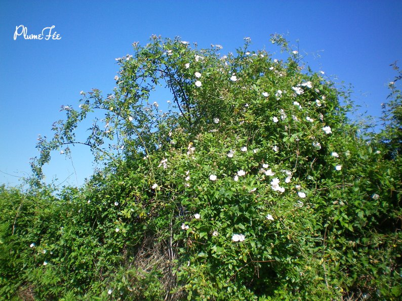 Image008.jpg